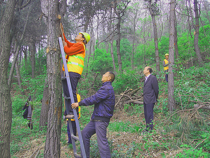 �����ֳ�������չ2016��ɭ�ָ�������