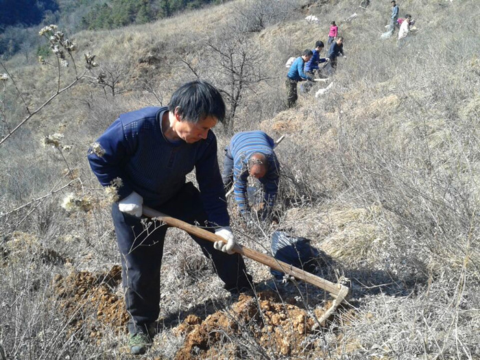 川口林场造林现场