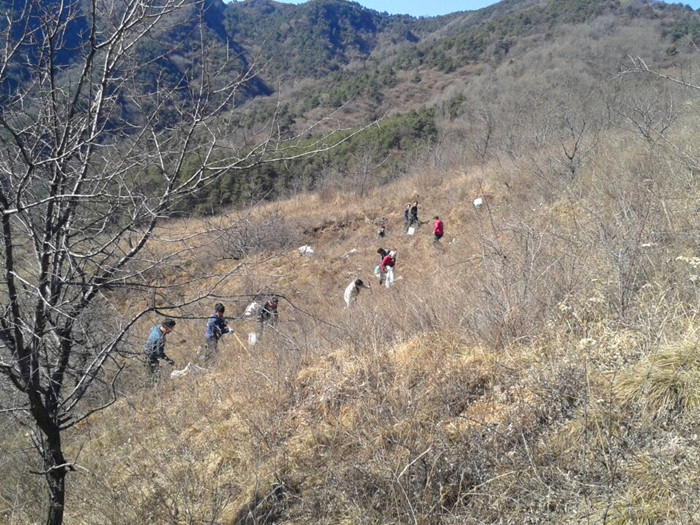 川口林场造林现场