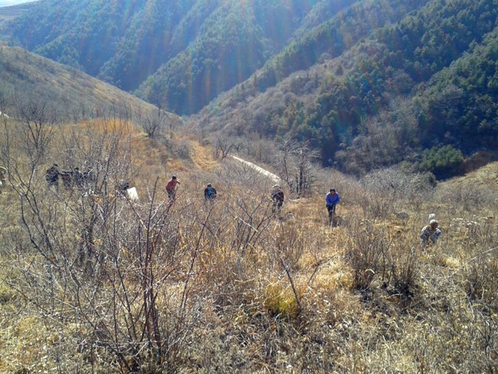 川口林场造林现场