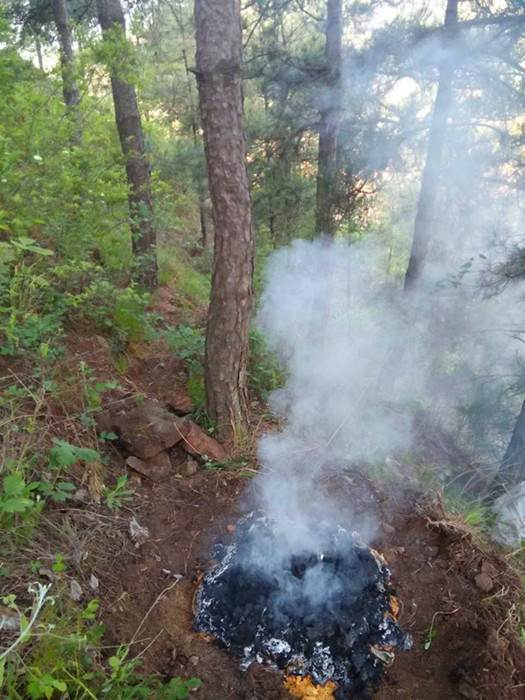 �����ֳ�����ɭ�ֲ��溦