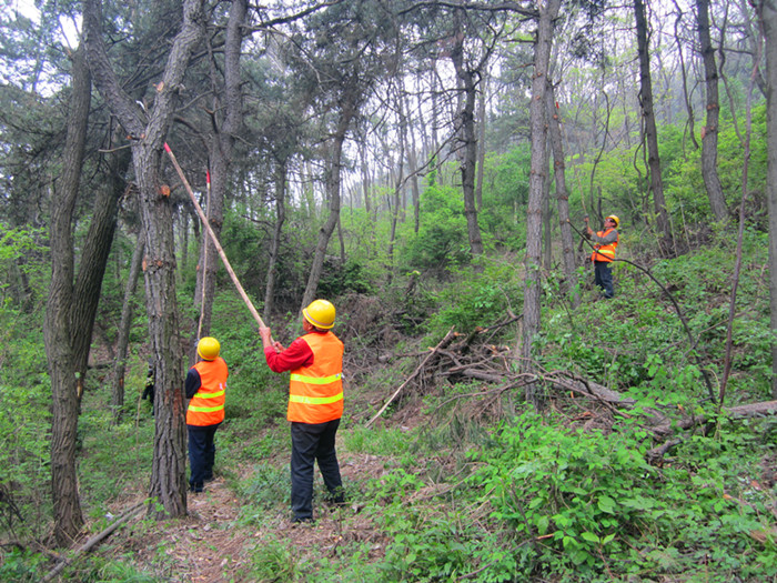 川口林场积极开展2016年森林抚育工作