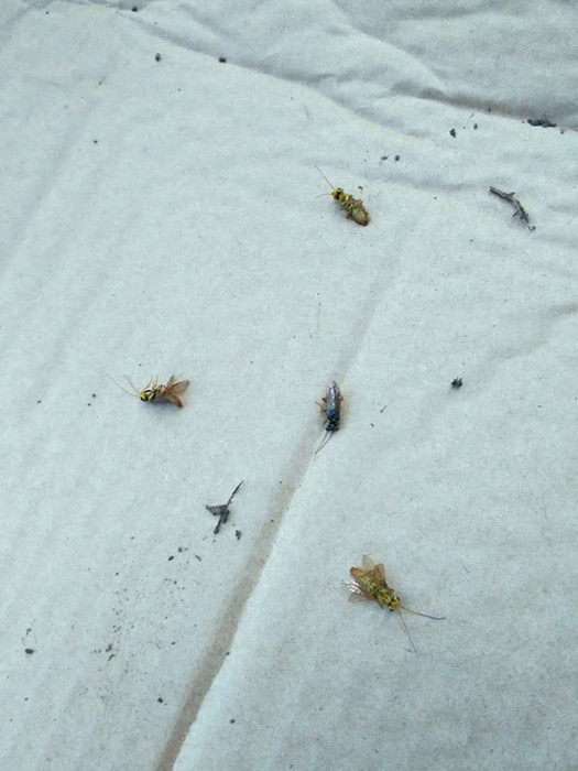 川口林场防治森林病虫害